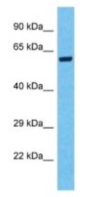 Western Blot: SPDYE3 Antibody [NBP3-09913]