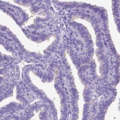 Immunohistochemistry-Paraffin: SPEF1 Antibody [NBP2-14707]