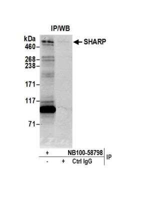 Immunoprecipitation: SPEN Antibody [NB100-58798]