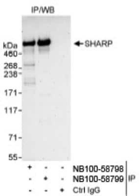 Immunoprecipitation: SPEN Antibody [NB100-58799]