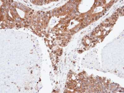 Immunohistochemistry-Paraffin: SPFH2 Antibody [NBP1-31479]