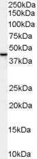 Western Blot: SPFH2 Antibody [NB100-1884]