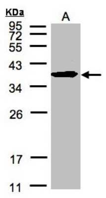 Western Blot: SPFH2 Antibody [NBP1-31479]