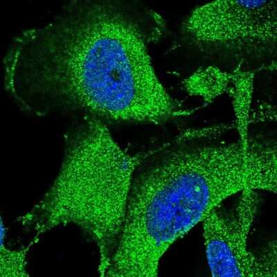 Immunocytochemistry/ Immunofluorescence: SPG11 Antibody [NBP1-82143]