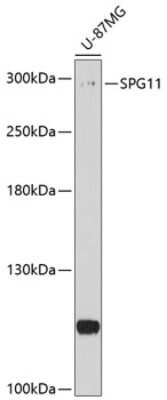 Western Blot: SPG11 AntibodyBSA Free [NBP2-93446]