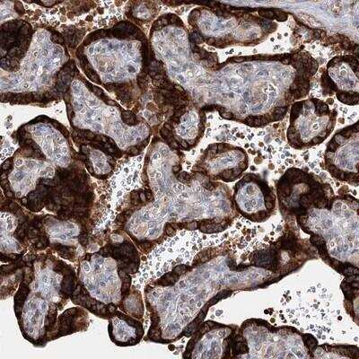 Immunohistochemistry-Paraffin: SPG20 Antibody [NBP1-82982]