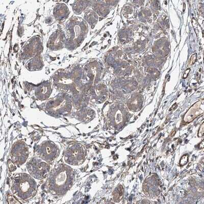 Immunohistochemistry-Paraffin: SPG20 Antibody [NBP2-54942]