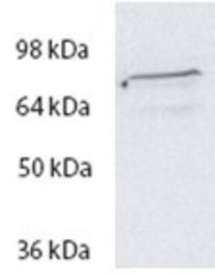 Western Blot: SPG20 Antibody [NBP1-47203]