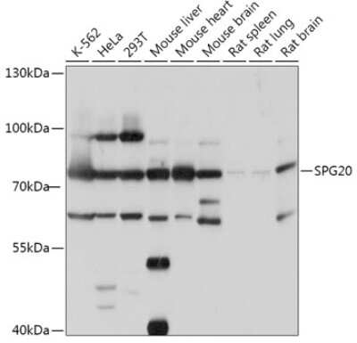 Western Blot: SPG20 AntibodyAzide and BSA Free [NBP2-94318]