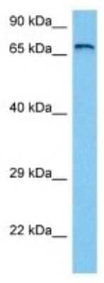 Western Blot: SPG20 Antibody [NBP3-10072]