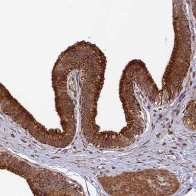 Immunohistochemistry-Paraffin: SPG21 Antibody [NBP1-89273]