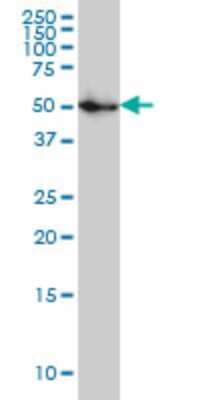 Western Blot: SPG3A Antibody (1B9) [H00051062-M03]