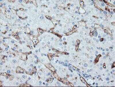 Immunohistochemistry: SPG7 Antibody (OTI1G4) [NBP2-45943]