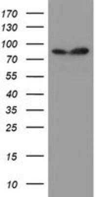 Western Blot: SPG7 Antibody (OTI1C1)Azide and BSA Free [NBP2-74327]