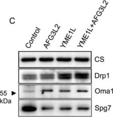 Western Blot: SPG7 Antibody (OTI1C1) [NBP2-01860]
