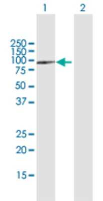 Western Blot: SPG7 Antibody [H00006687-B01P]