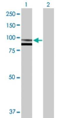 Western Blot: SPG7 Antibody [H00006687-D01P]