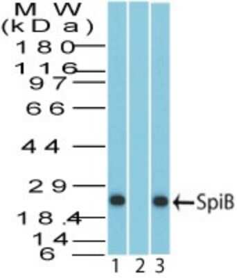 Western Blot: Spi-B Antibody [NBP1-70345]