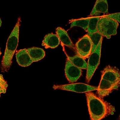 Immunocytochemistry/ Immunofluorescence: SPIC Antibody (PCRP-SPIC-2C5) [NBP3-07570]