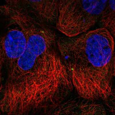 Immunocytochemistry/ Immunofluorescence: SPICE1 Antibody [NBP2-39035]