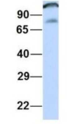 Spice Antibody Nbp Bio Techne