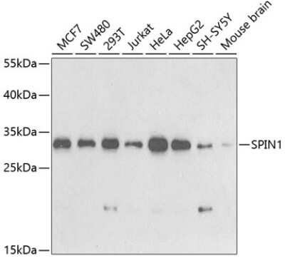 Western Blot: SPIN1 AntibodyBSA Free [NBP2-94461]