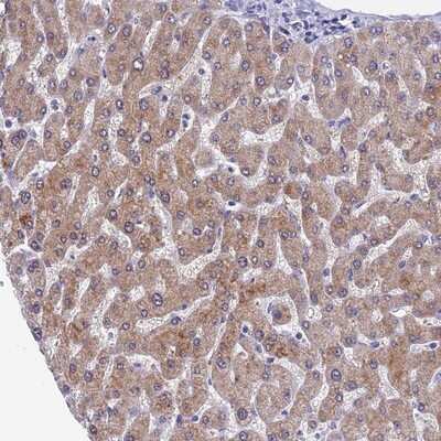 Immunohistochemistry-Paraffin: SPIN4 Antibody [NBP1-93750]