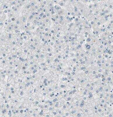 Immunohistochemistry-Paraffin: SPINK4 Antibody [NBP1-93519]
