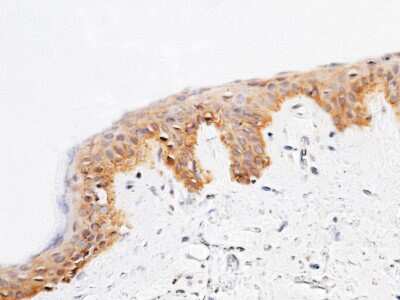 Immunohistochemistry-Paraffin: SPINK4 Antibody [NBP2-99857]