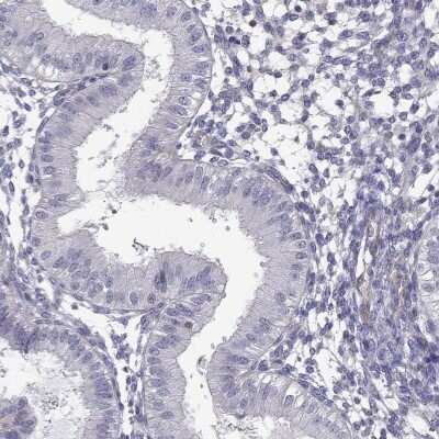 Immunohistochemistry-Paraffin: SPINT4 Antibody [NBP2-62613]