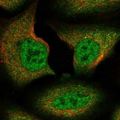 Immunocytochemistry/ Immunofluorescence: SPIRE1 Antibody [NBP1-92438]