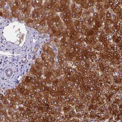 Immunohistochemistry-Paraffin: SPIRE1 Antibody [NBP1-92439]