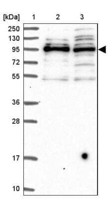 Western Blot: SPIRE1 Antibody [NBP1-92438]