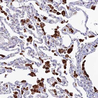 Immunohistochemistry-Paraffin: SPNS1 Antibody [NBP1-92440]