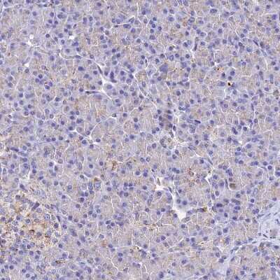 Immunohistochemistry-Paraffin: SPNS1 Antibody [NBP1-92440]