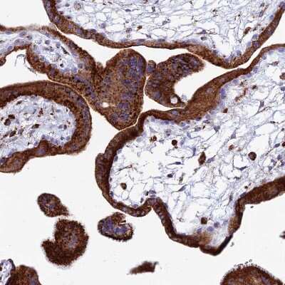 Immunohistochemistry-Paraffin: SPNS1 Antibody [NBP1-92440]