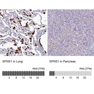 Immunohistochemistry-Paraffin: SPNS1 Antibody [NBP1-92440]