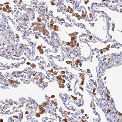 Immunohistochemistry-Paraffin: SPNS1 Antibody [NBP1-92441]