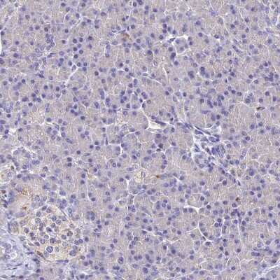 Immunohistochemistry-Paraffin: SPNS1 Antibody [NBP1-92441]