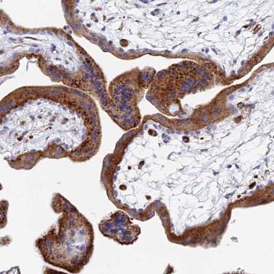 Immunohistochemistry-Paraffin: SPNS1 Antibody [NBP1-92441]