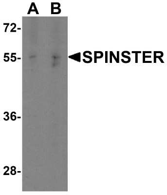 Western Blot: SPNS1 AntibodyBSA Free [NBP2-41252]