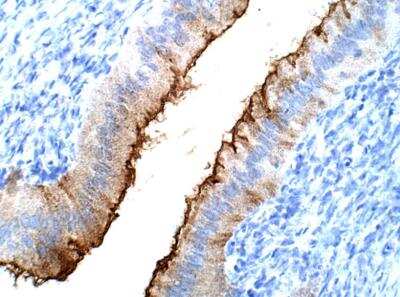 Immunohistochemistry-Paraffin: SPNS2 Antibody [NBP3-12351]