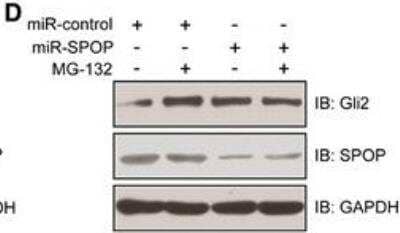 Knockdown Validated: SPOP Antibody [H00008405-B01P]