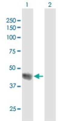 Western Blot: SPOP Antibody [H00008405-B01P]