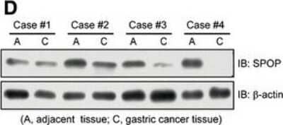 Western Blot: SPOP Antibody [H00008405-B01P]