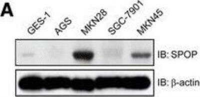 Western Blot: SPOP Antibody [H00008405-B01P]