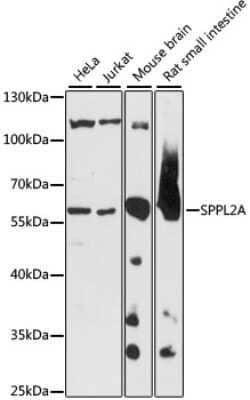 Western Blot: SPPL2a AntibodyAzide and BSA Free [NBP2-93234]