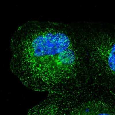 Immunocytochemistry/ Immunofluorescence: SPPL3 Antibody [NBP2-55109]