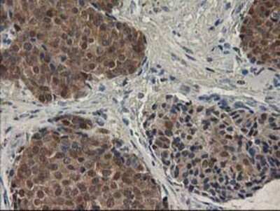 Immunohistochemistry-Paraffin: SPR Antibody (OTI4F5) [NBP2-03256]