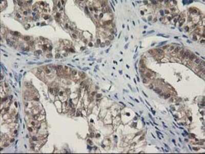 Immunohistochemistry-Paraffin: SPR Antibody (OTI4F5) [NBP2-03256]